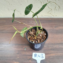 Load image into Gallery viewer, #R43 Variegated Philodendron Micans