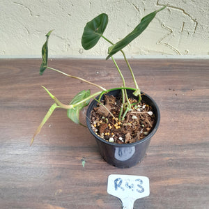 #R43 Variegated Philodendron Micans
