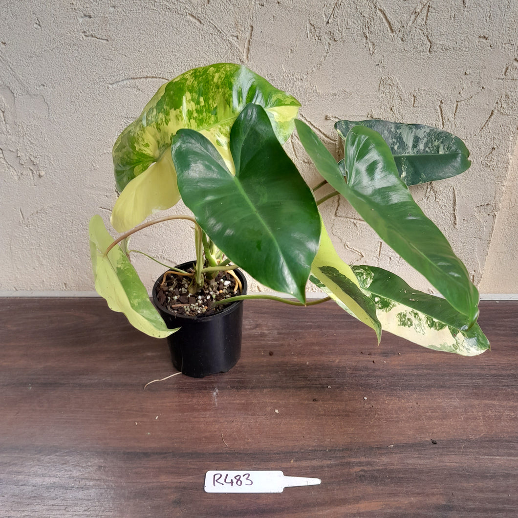 #R483 Variegated Philodendron Burle Marx