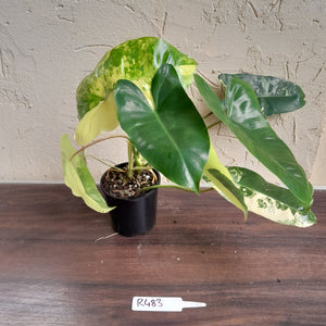 #R483 Variegated Philodendron Burle Marx