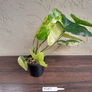 #R483 Variegated Philodendron Burle Marx