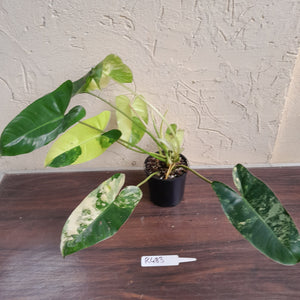 #R483 Variegated Philodendron Burle Marx