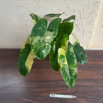 #R4 Variegated Philodendron Burle Marx