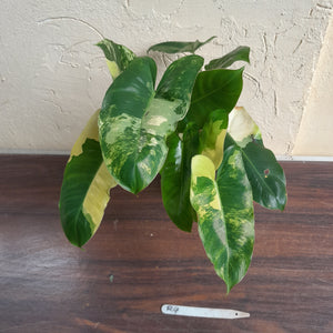 #R4 Variegated Philodendron Burle Marx