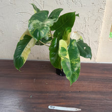 Load image into Gallery viewer, #R4 Variegated Philodendron Burle Marx
