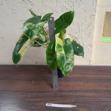 Load image into Gallery viewer, #R4 Variegated Philodendron Burle Marx