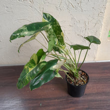 Load image into Gallery viewer, #R4 Variegated Philodendron Burle Marx