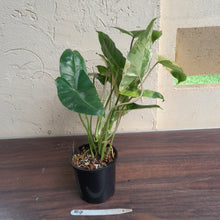 Load image into Gallery viewer, #R4 Variegated Philodendron Burle Marx