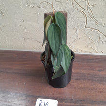 Load image into Gallery viewer, #R16 Philodendron Burle Marx Fantasy