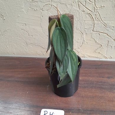 #R16 Philodendron Burle Marx Fantasy