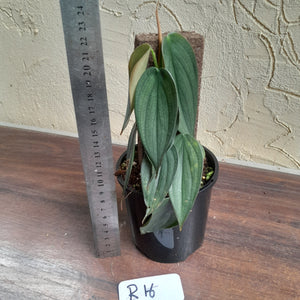 #R16 Philodendron Burle Marx Fantasy
