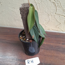 Load image into Gallery viewer, #R16 Philodendron Burle Marx Fantasy