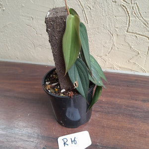 #R16 Philodendron Burle Marx Fantasy