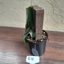 Load image into Gallery viewer, #R16 Philodendron Burle Marx Fantasy