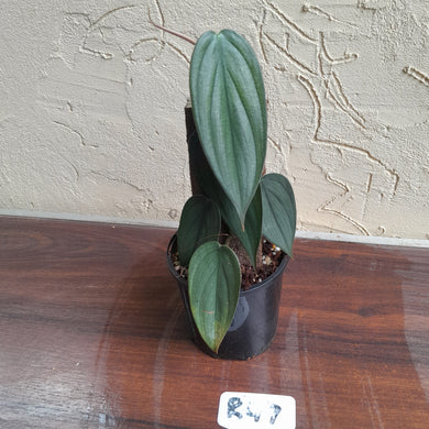 #R47 Philodendron Burle Marx Fantasy