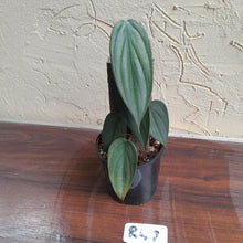 Load image into Gallery viewer, #R47 Philodendron Burle Marx Fantasy