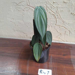 #R47 Philodendron Burle Marx Fantasy
