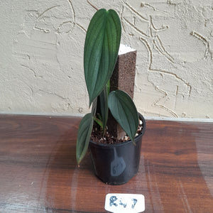 #R47 Philodendron Burle Marx Fantasy