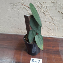Load image into Gallery viewer, #R47 Philodendron Burle Marx Fantasy