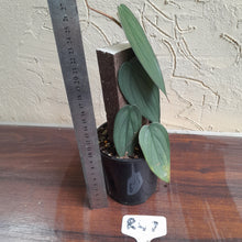 Load image into Gallery viewer, #R47 Philodendron Burle Marx Fantasy