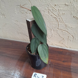 #R47 Philodendron Burle Marx Fantasy