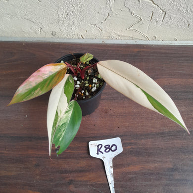 #R80 Two x Headed Philodendron Strawberry Shake