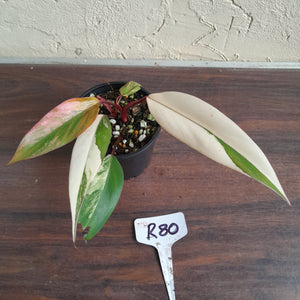 #R80 Two x Headed Philodendron Strawberry Shake