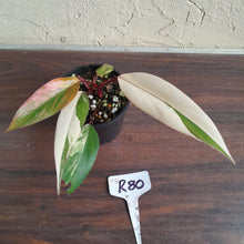 Load image into Gallery viewer, #R80 Two x Headed Philodendron Strawberry Shake