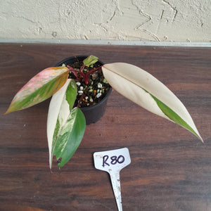 #R80 Two x Headed Philodendron Strawberry Shake