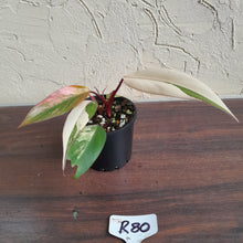 Load image into Gallery viewer, #R80 Two x Headed Philodendron Strawberry Shake
