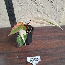Load image into Gallery viewer, #R80 Two x Headed Philodendron Strawberry Shake