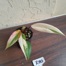 Load image into Gallery viewer, #R80 Two x Headed Philodendron Strawberry Shake