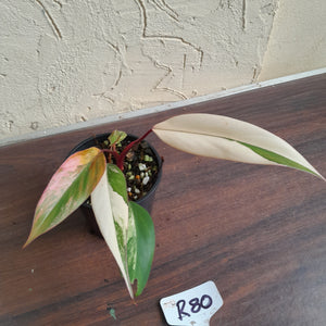 #R80 Two x Headed Philodendron Strawberry Shake