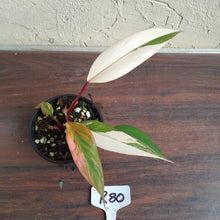 Load image into Gallery viewer, #R80 Two x Headed Philodendron Strawberry Shake