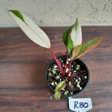 Load image into Gallery viewer, #R80 Two x Headed Philodendron Strawberry Shake