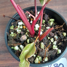 Load image into Gallery viewer, #R80 Two x Headed Philodendron Strawberry Shake