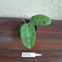 Load image into Gallery viewer, #D233 Philodendron Pulchrum