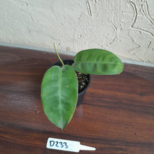 Load image into Gallery viewer, #D233 Philodendron Pulchrum