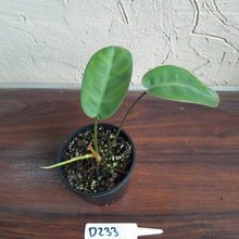 Load image into Gallery viewer, #D233 Philodendron Pulchrum