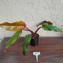 Load image into Gallery viewer, #D137 Philodendron Red Tuxtla - Golden Tuxtla x Red Wings - NEW RELEASE