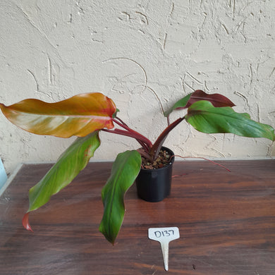 #D137 Philodendron Red Tuxtla - Golden Tuxtla x Red Wings - NEW RELEASE