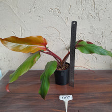 Load image into Gallery viewer, #D137 Philodendron Red Tuxtla - Golden Tuxtla x Red Wings - NEW RELEASE