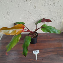 Load image into Gallery viewer, #D137 Philodendron Red Tuxtla - Golden Tuxtla x Red Wings - NEW RELEASE