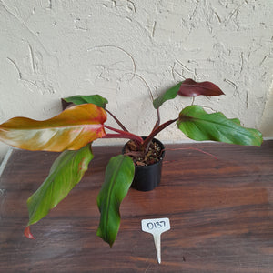 #D137 Philodendron Red Tuxtla - Golden Tuxtla x Red Wings - NEW RELEASE