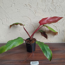 Load image into Gallery viewer, #D137 Philodendron Red Tuxtla - Golden Tuxtla x Red Wings - NEW RELEASE