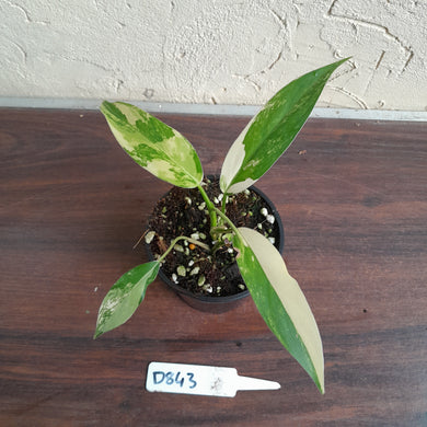 #D843 Variegated Philodendron Domesticum