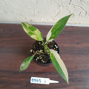 #D843 Variegated Philodendron Domesticum