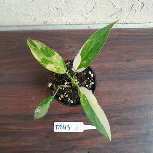 #D843 Variegated Philodendron Domesticum