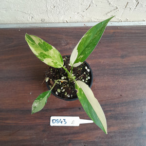 #D843 Variegated Philodendron Domesticum