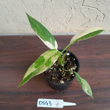 Load image into Gallery viewer, #D843 Variegated Philodendron Domesticum